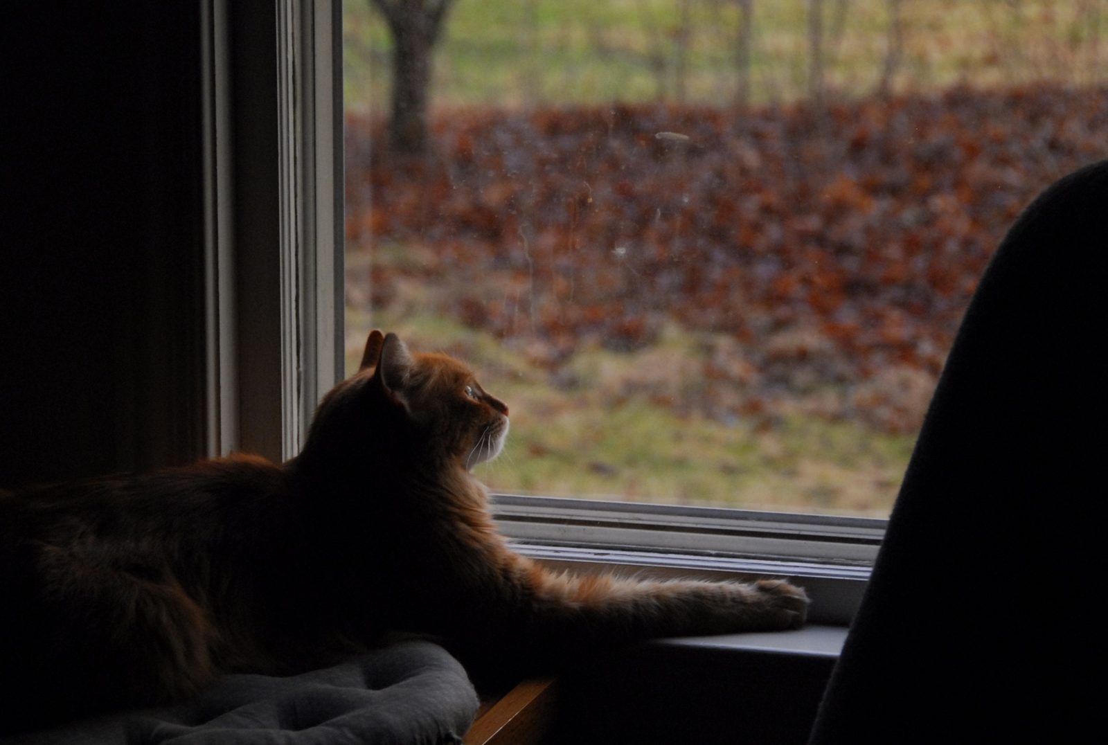 They Channel Their Inner Hunter Through Window Watching (Image Credits: Wikimedia)