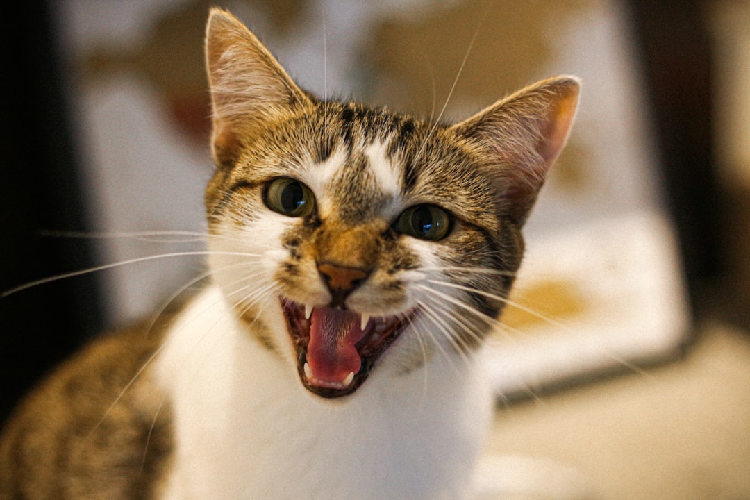 Excessive Meowing and Vocalizations (Image Credits: Unsplash)