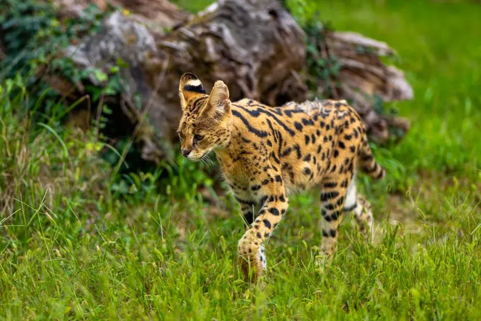 Serval: The Radar‑Headed Grassland Sniper (Image Credits: Pexels)