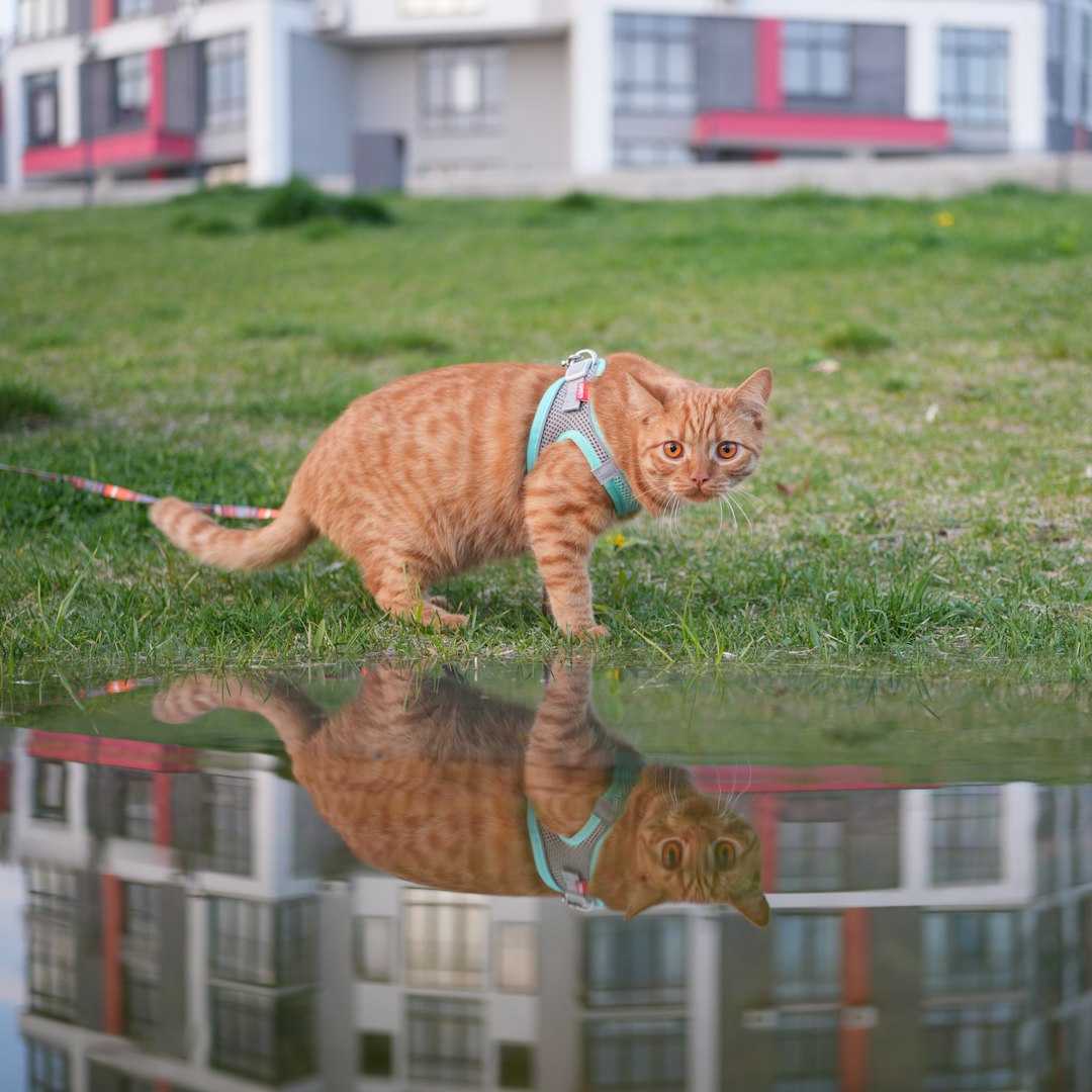 Those Who Want Outdoor Cats in Dangerous Areas (Image Credits: Unsplash)