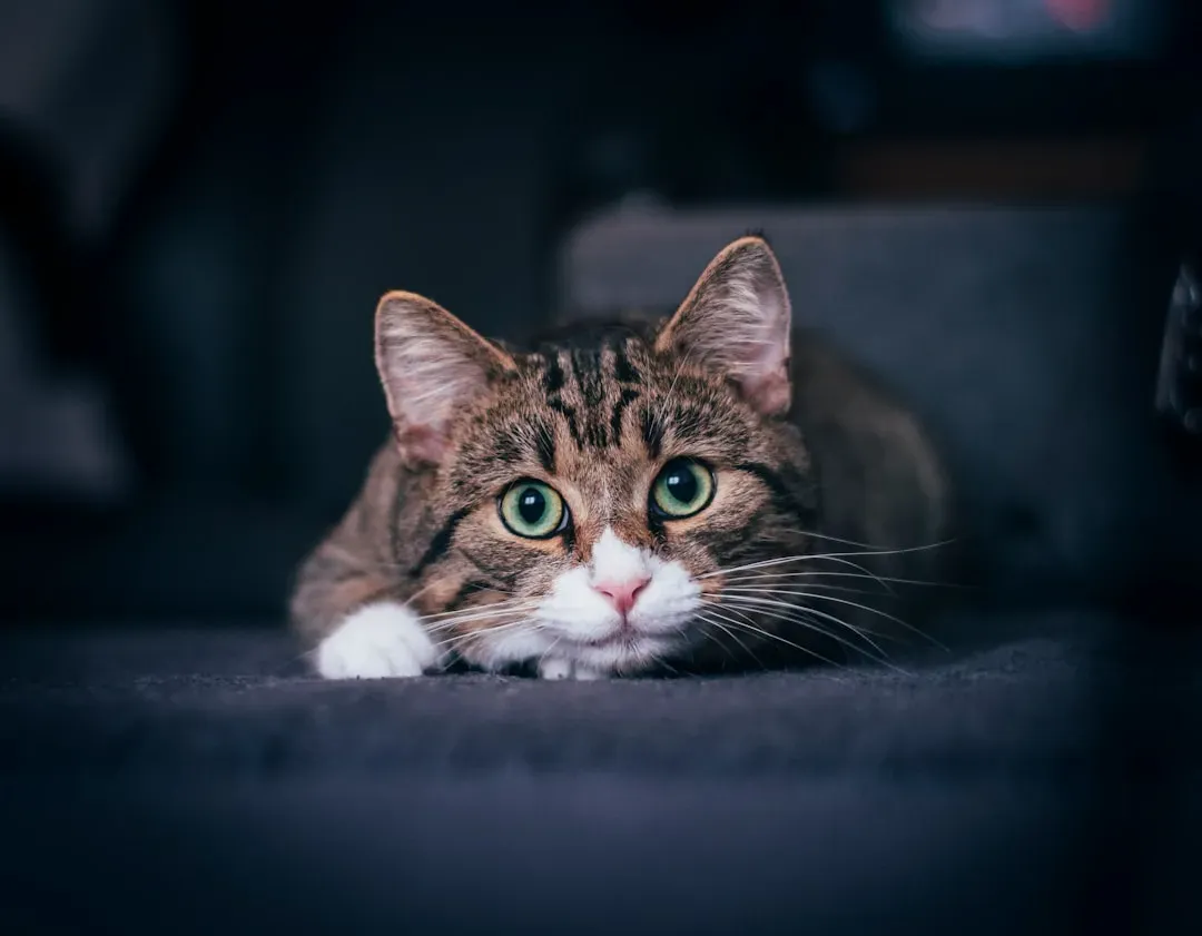 #4 - Genuinely Traumatic Events (Image Credits: Unsplash)