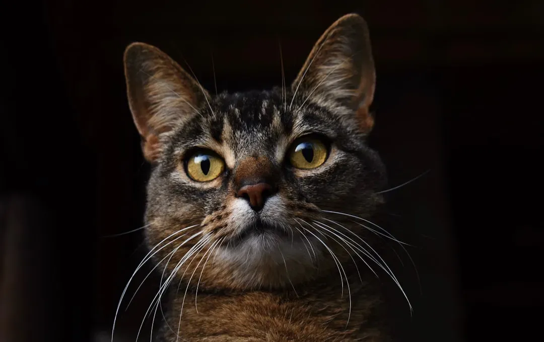 The Role of Whiskers and Proprioception in the Balance System (Image Credits: Unsplash)