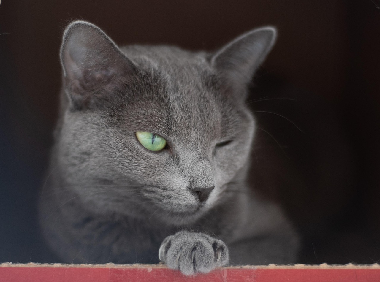 The Slow Blink Love Letters (Image Credits: Pixabay)