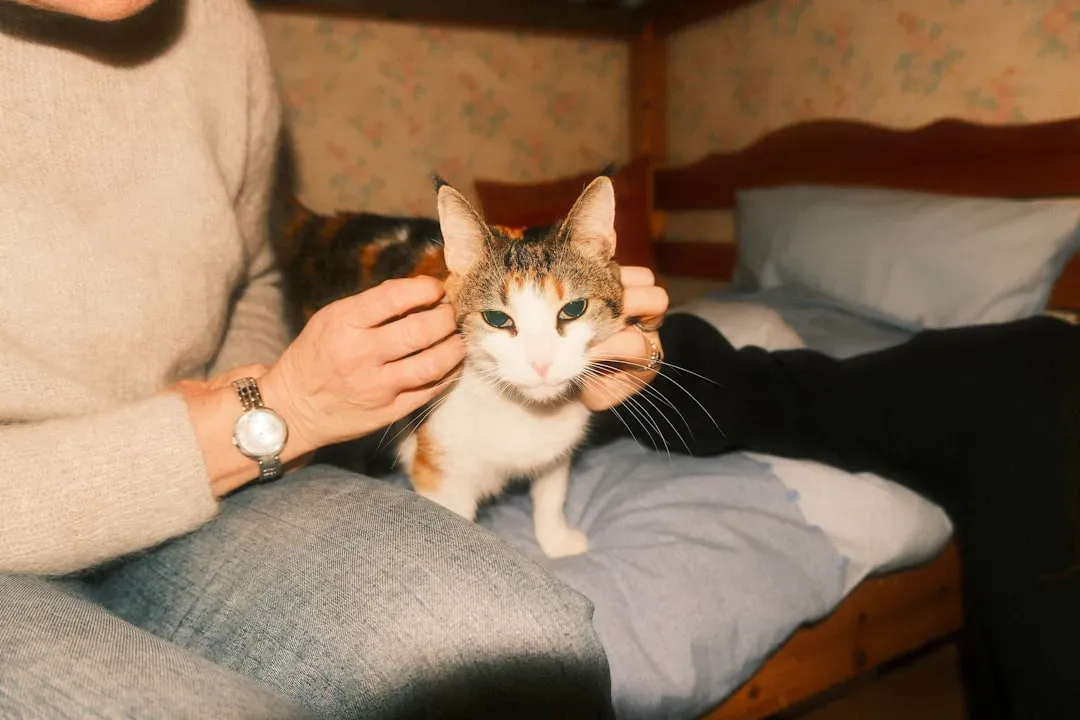 Cats Form Distinct Relationship Types - And You Don't Get to Decide Which One (Image Credits: Unsplash)