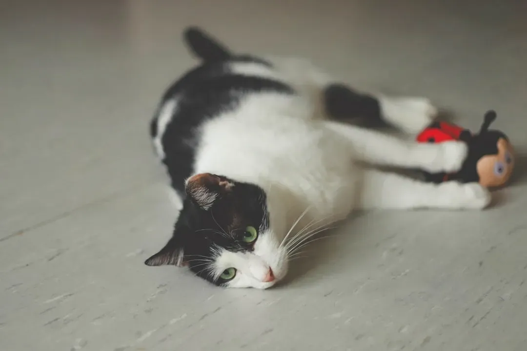 What Happens When Your Cat Doesn't Play Enough (Image Credits: Unsplash)