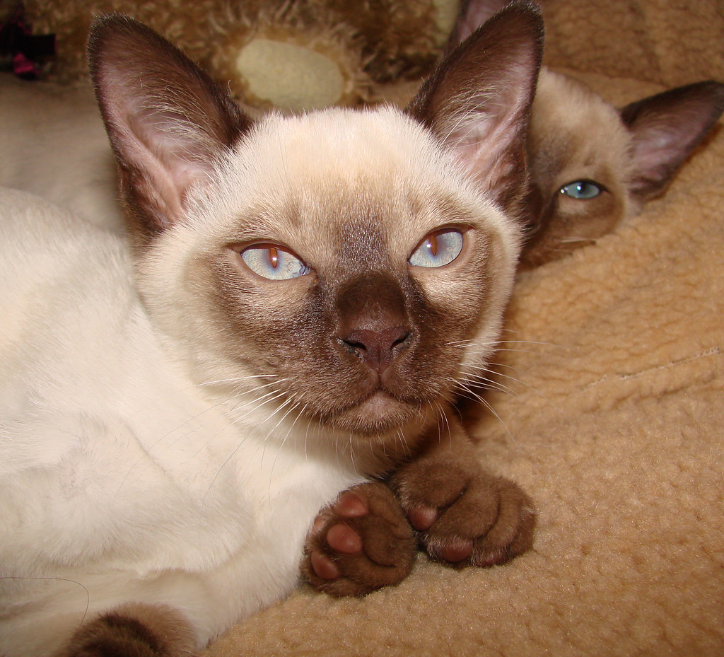 Tonkinese: The Perfect Balance (Image Credits: Flickr)