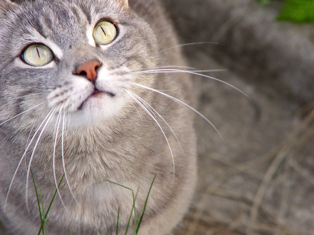 They Learn Through Observation Better Than Most (Image Credits: Flickr)