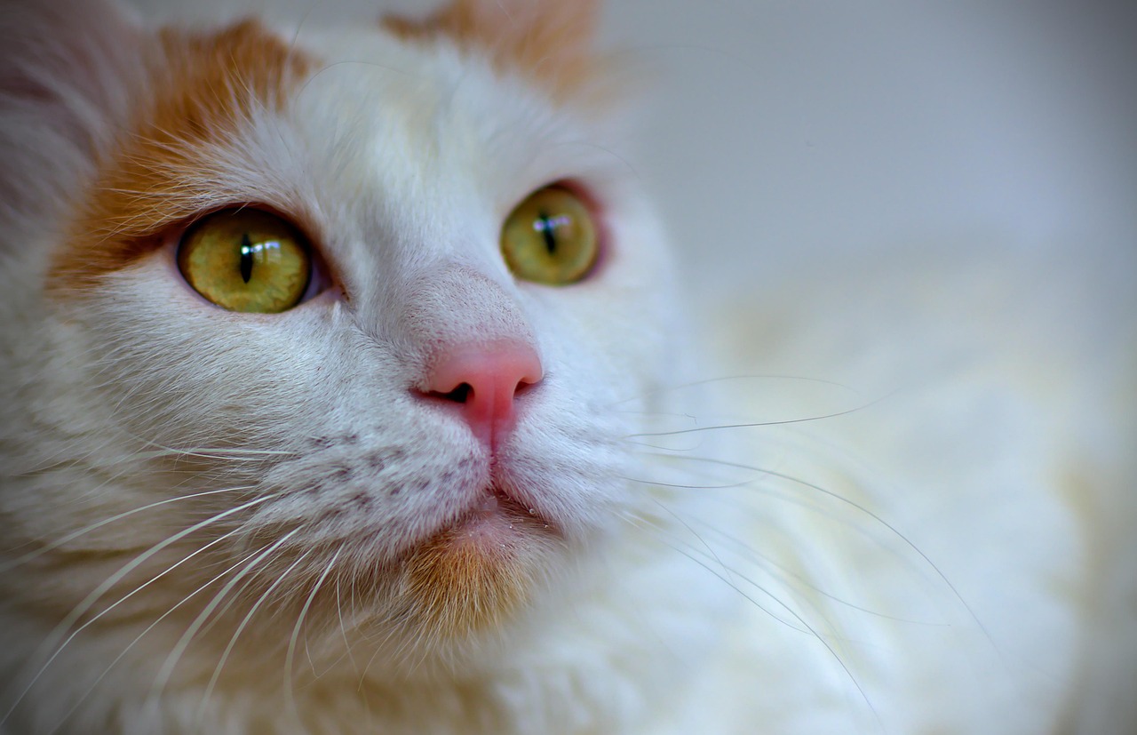 Turkish Van: The Territorial Terror (Image Credits: Pixabay)