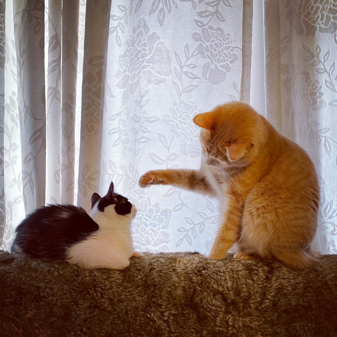 Other Cats with Dominant Personalities (Image Credits: Unsplash)