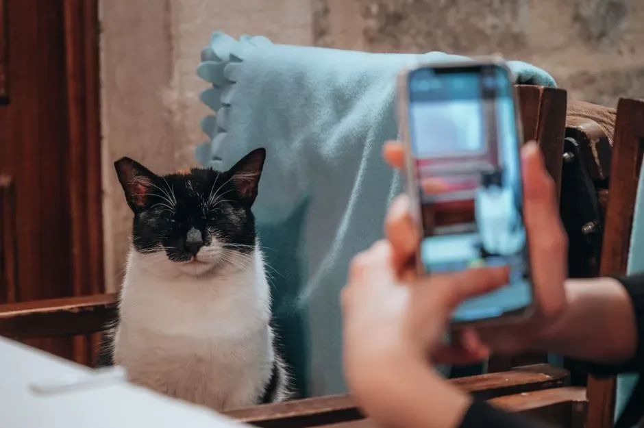 #19 - Saving Hundreds of Nearly Identical Cat Photos Like They're Rare Treasures (Image Credits: Pexels)