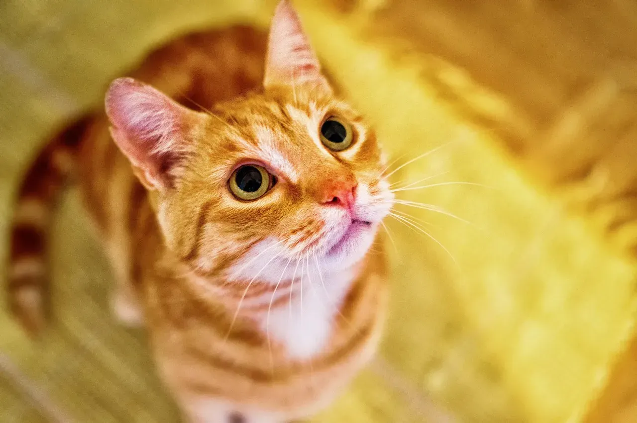 #7 - The Attention-Seeking Purr (Image Credits: Pixabay)