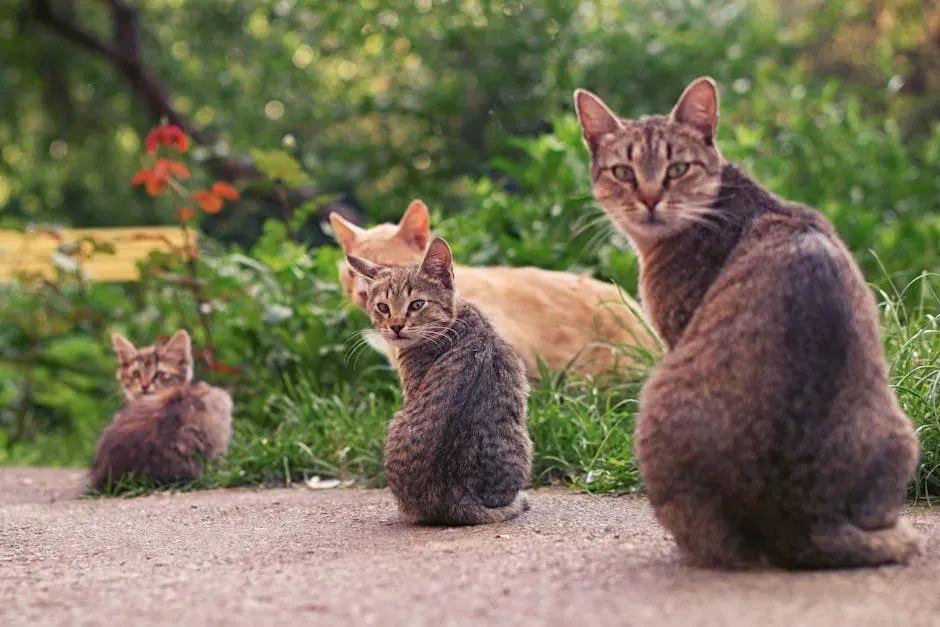 Cats Are Facultatively Social: What That Actually Means for You (Image Credits: Pexels)
