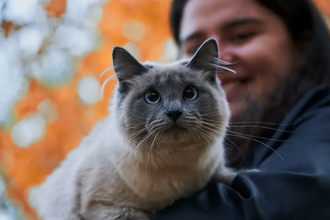 Breed Tendencies: Some Cats Are Wired for Exclusive Loyalty (Image Credits: Unsplash)