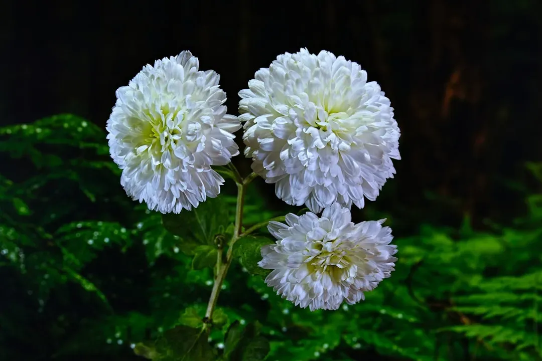 Chrysanthemums: Fall Favorites with a Hidden Hazard (Image Credits: Unsplash)