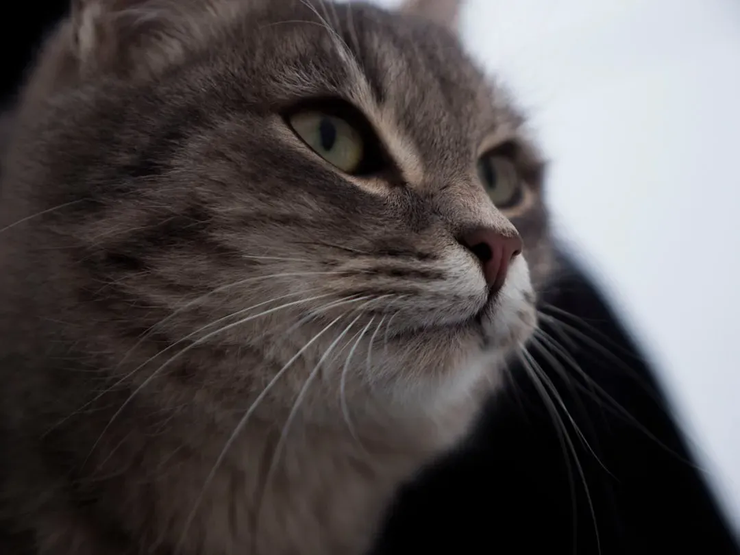 The Stare Down: Intimidation Tactic or Deep Thoughts? (Image Credits: Unsplash)