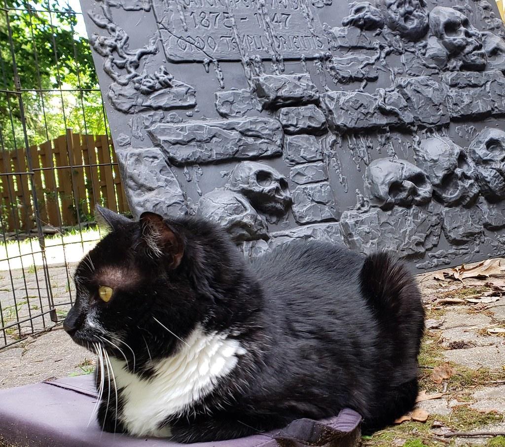 Conclusion: Giving Your Cat the Best of Both Worlds (Image Credits: Flickr)