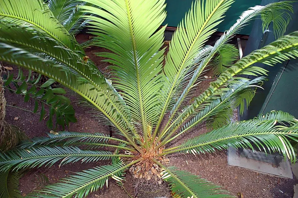 Sago Palm: Deceptively Dangerous Despite Its Beauty (Image Credits: Wikimedia)