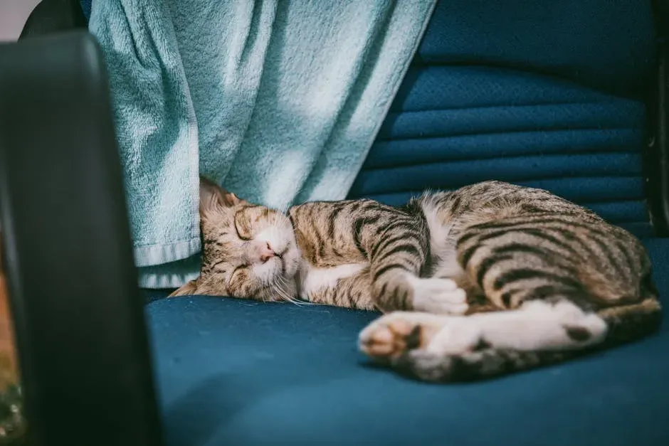 What Your Cat's Sleeping Position Is Actually Telling You (Image Credits: Pexels)
