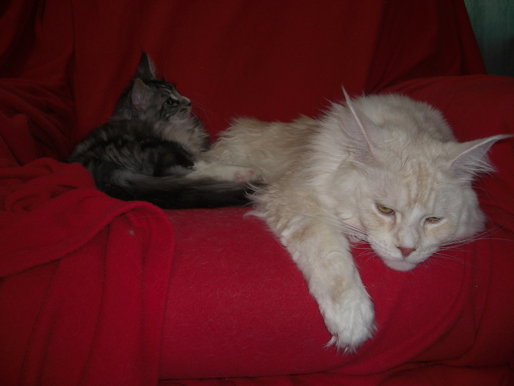 Maine Coon: The Gentle Giant with a Dog-Like Personality (Image Credits: Flickr)