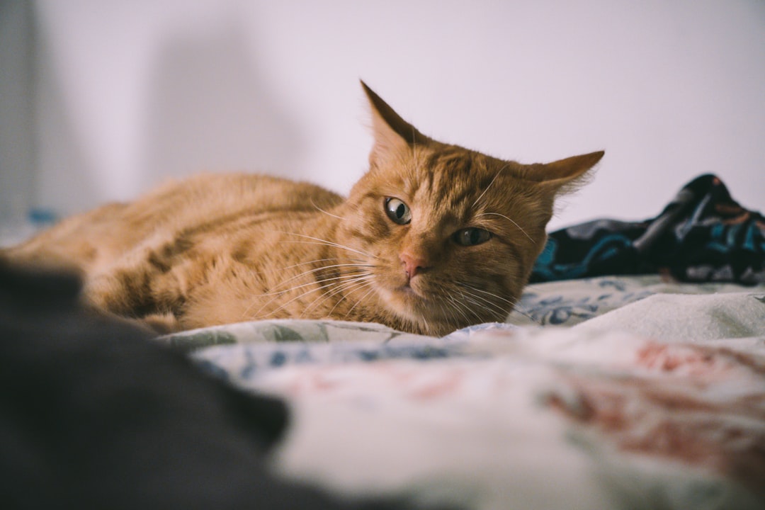 They Purr at Healing Frequencies (Image Credits: Unsplash)