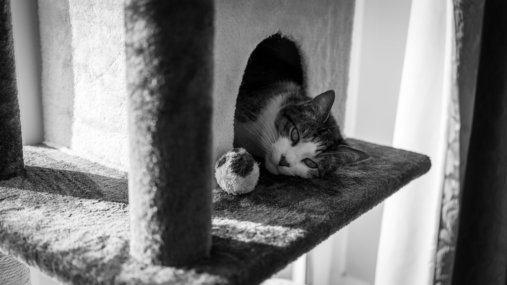 The Ancient Survival Instinct That Drives This Behavior (Image Credits: Flickr)