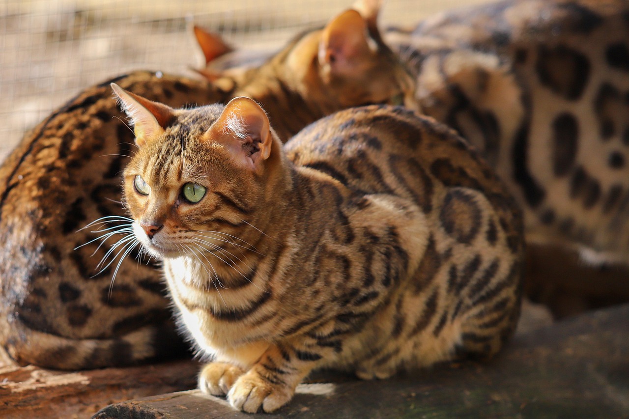 Bengal Cats - The Wild Side You Might Not Want (Image Credits: Pixabay)