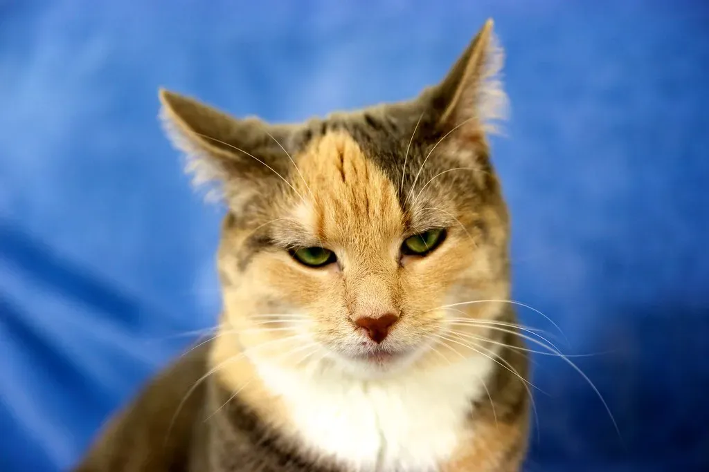 Environmental Annoyances Trigger Specific Twitches (Image Credits: Flickr)