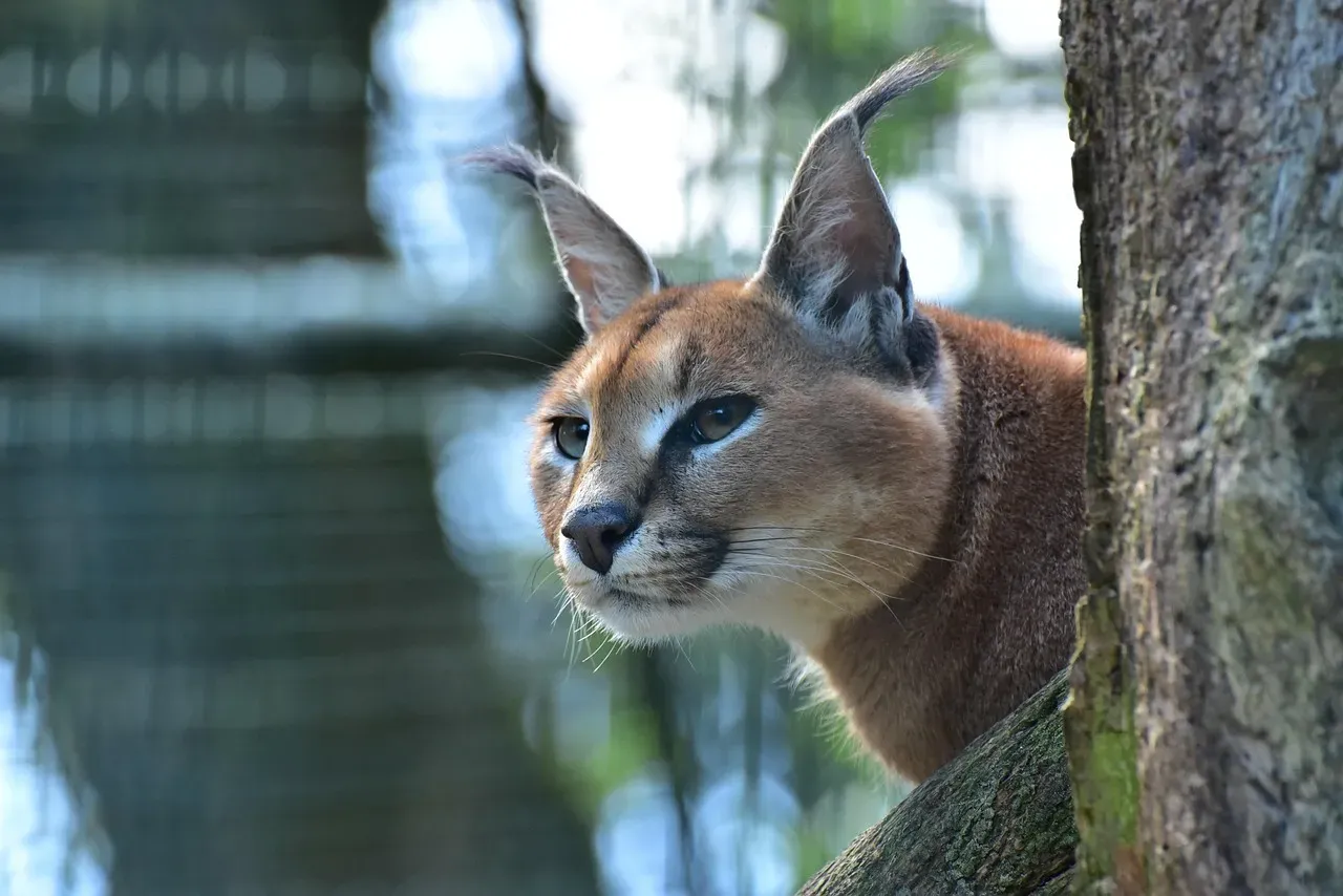 #1 Those Dramatic Ear Tufts Are Not Just For Show (Image Credits: Pixabay)