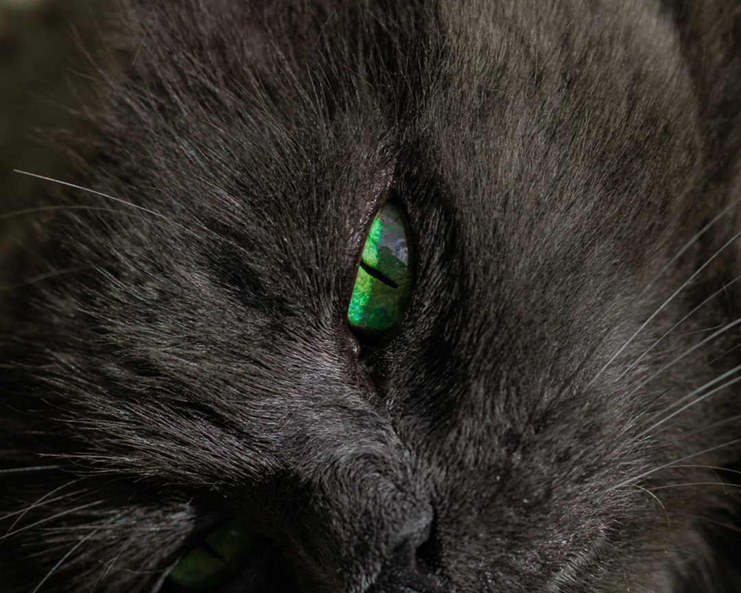 Physiological Changes in the Eyes Before Death (Image Credits: Unsplash)