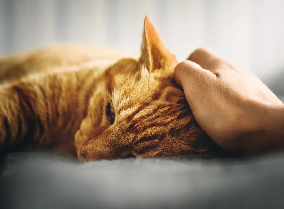 5. Your Cat Seems Exhausted, Flat, and Just Not Themselves (Image Credits: Unsplash)