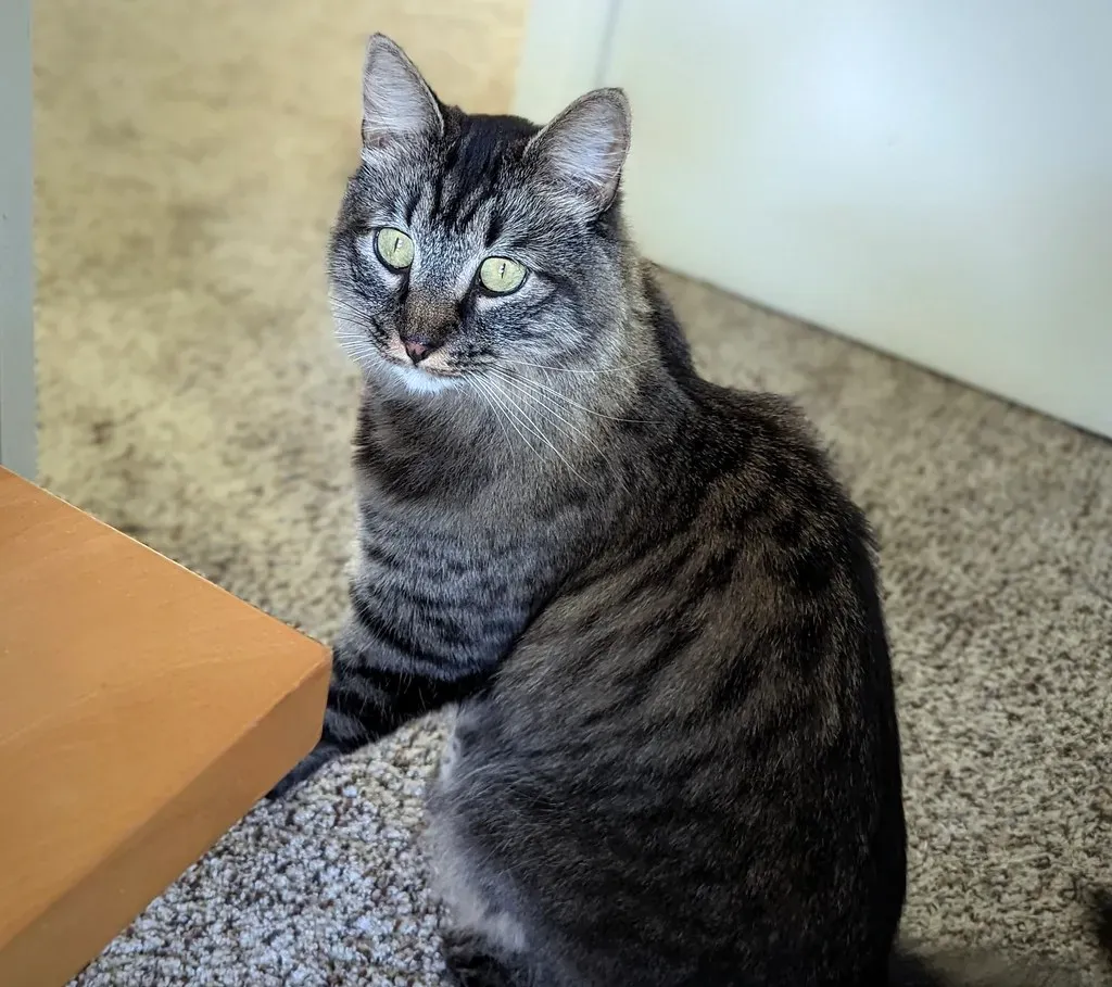 The Silent Meow: The Sweetest Mystery (Image Credits: Flickr)