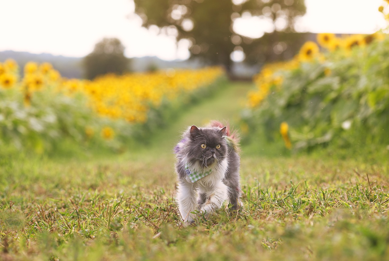 The Rainbow Bridge: A Peaceful Meadow Where Cats Run Free (Image Credits: Pixabay)