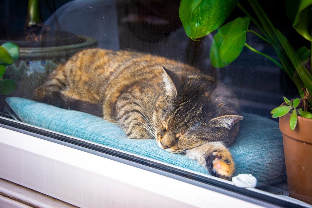 Window Perches Indicate Contentment with Stimulation (Image Credits: Unsplash)