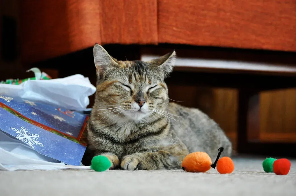 Sleeping With Or Near The Toy (Image Credits: Flickr)