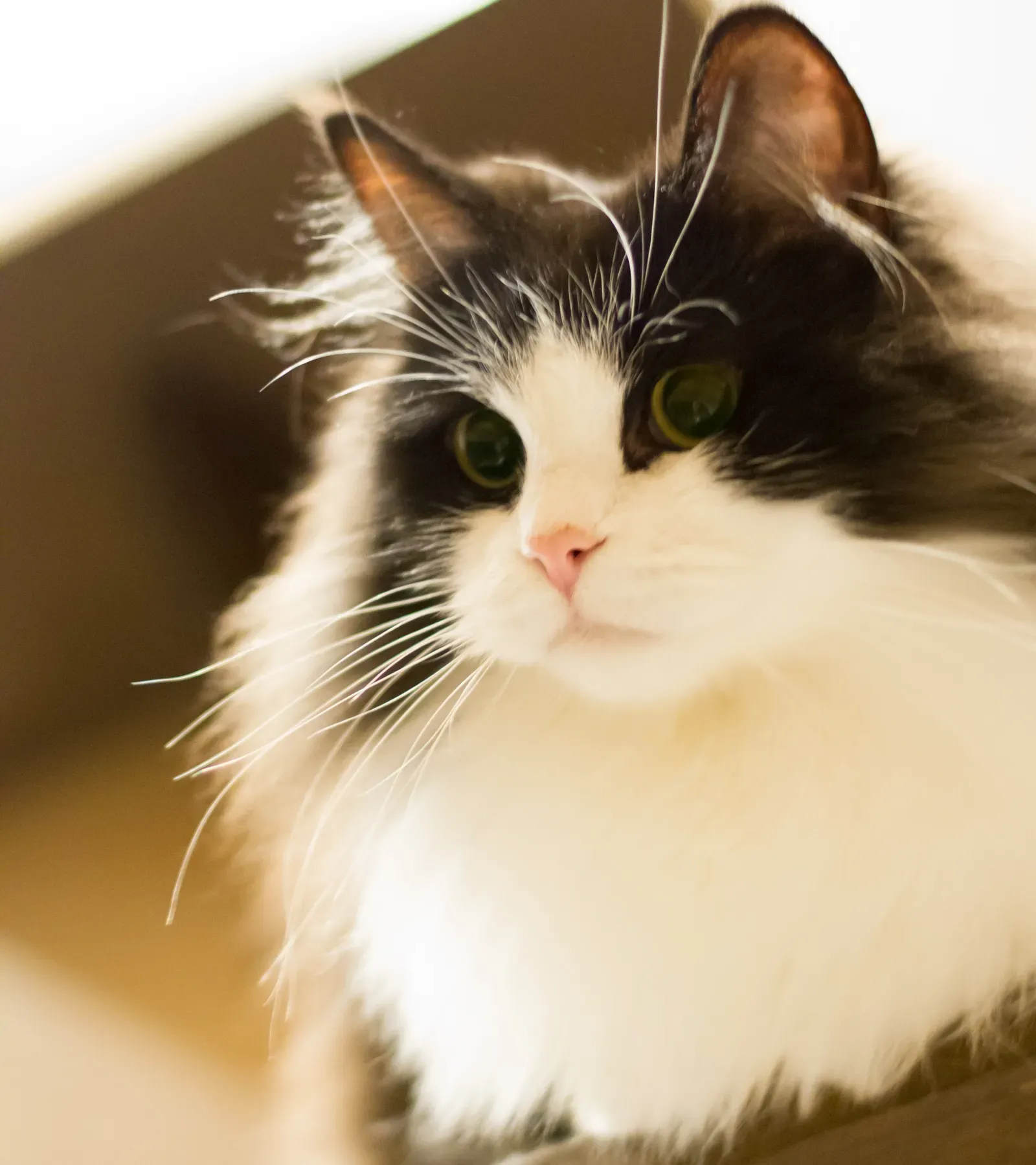 12. Ragamuffin – The Sweet Lap Companion With Hidden Curiosity (Image Credits: Wikimedia)