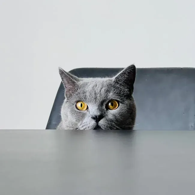 Routine Is Everything - Your Mealtimes Are Hardwired Into Their Brain (Image Credits: Pexels)