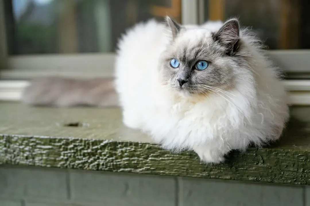 Ragdoll: The Gentle Giant (Image Credits: Unsplash)