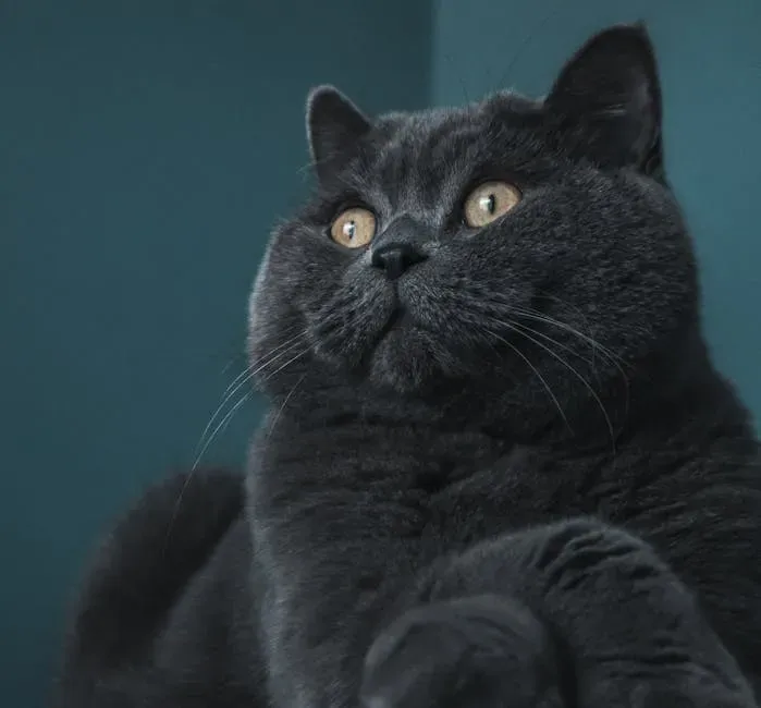 6. The British Shorthair: The Calm in Your Capricorn Storm (Image Credits: Pexels)