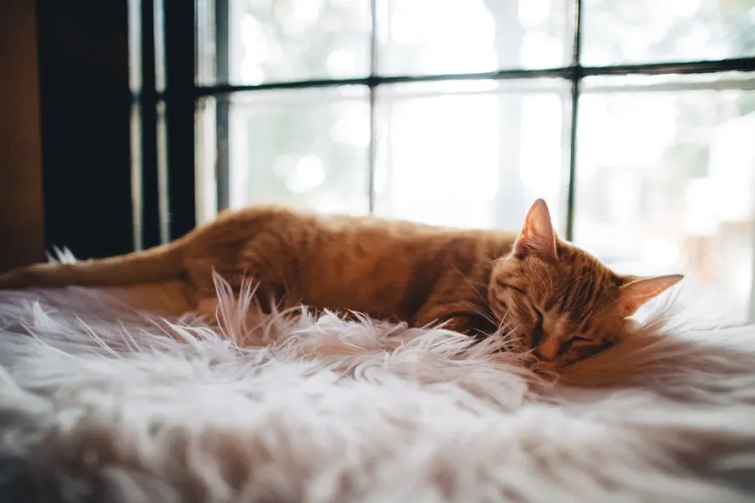 Conclusion: More Than Just a Nap (Image Credits: Unsplash)