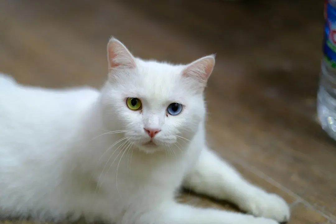 #14 - The Khao Manee: Thailand's Diamond-Eyed Cat (Image Credits: Unsplash)