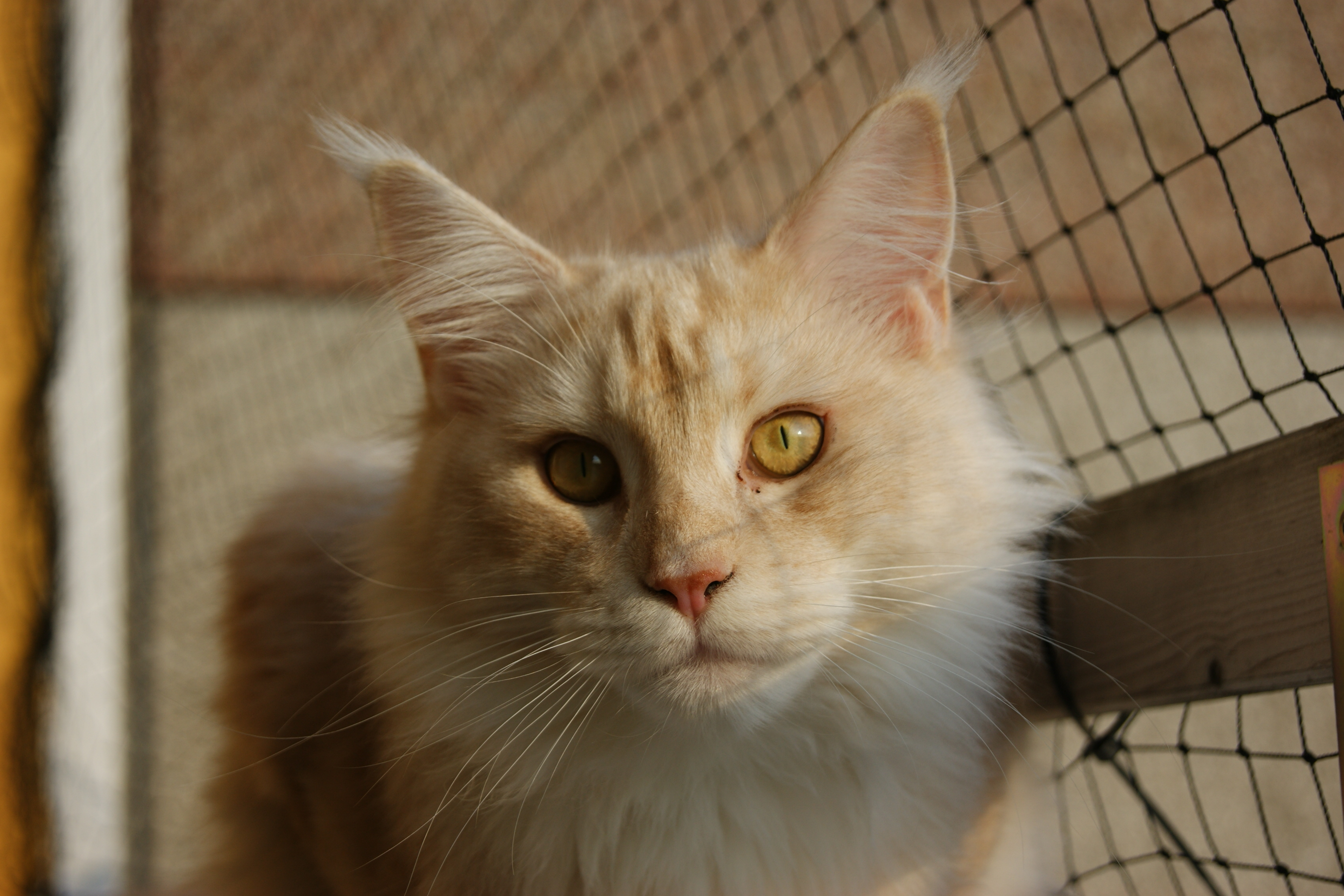 Their Protective Spirit Continues to Guide (Image Credits: Wikimedia)