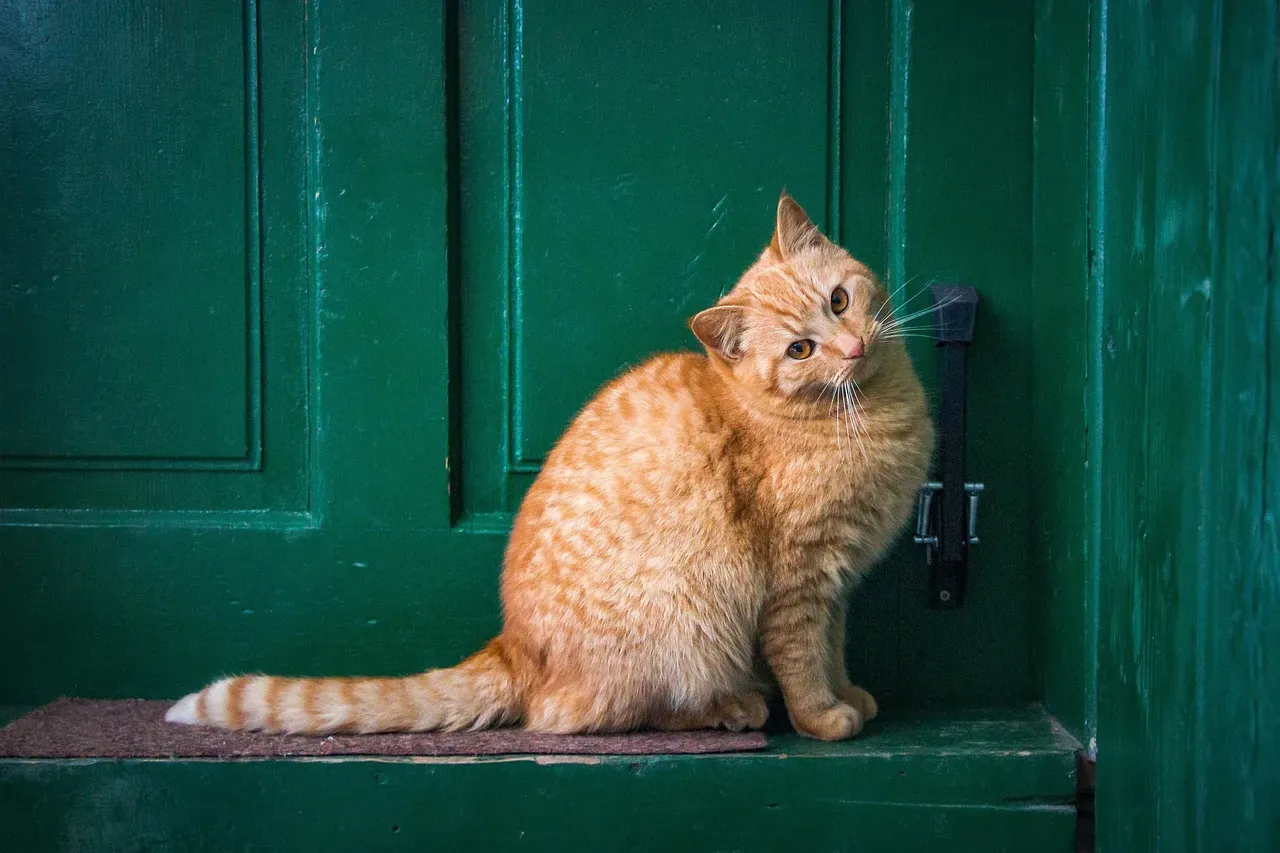 1. Your Cat Stations Themselves at Entry Points (Image Credits: Pixabay)
