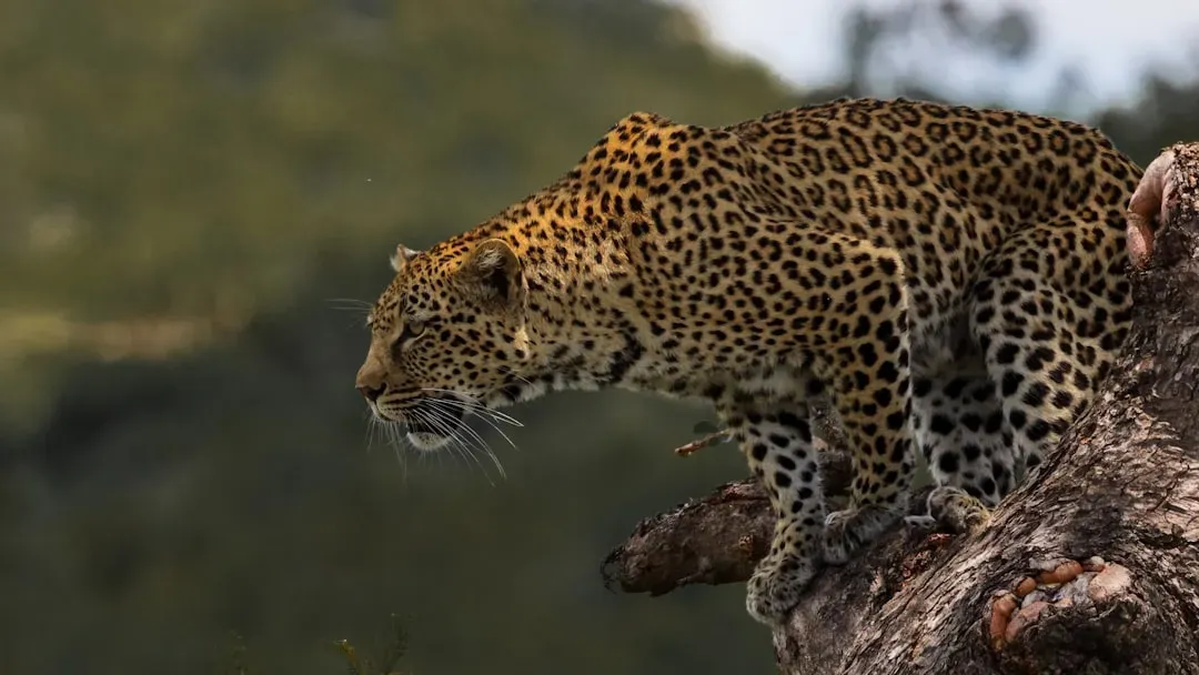 #1 The scale of a leopard's mental map is larger than most people assume (Image Credits: Unsplash)