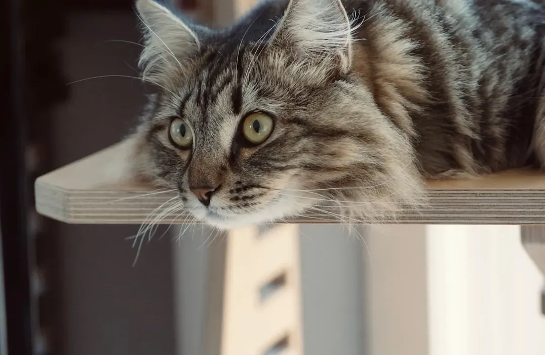 The Surprising Timeline: How Long Adaptation Really Takes (Image Credits: Unsplash)