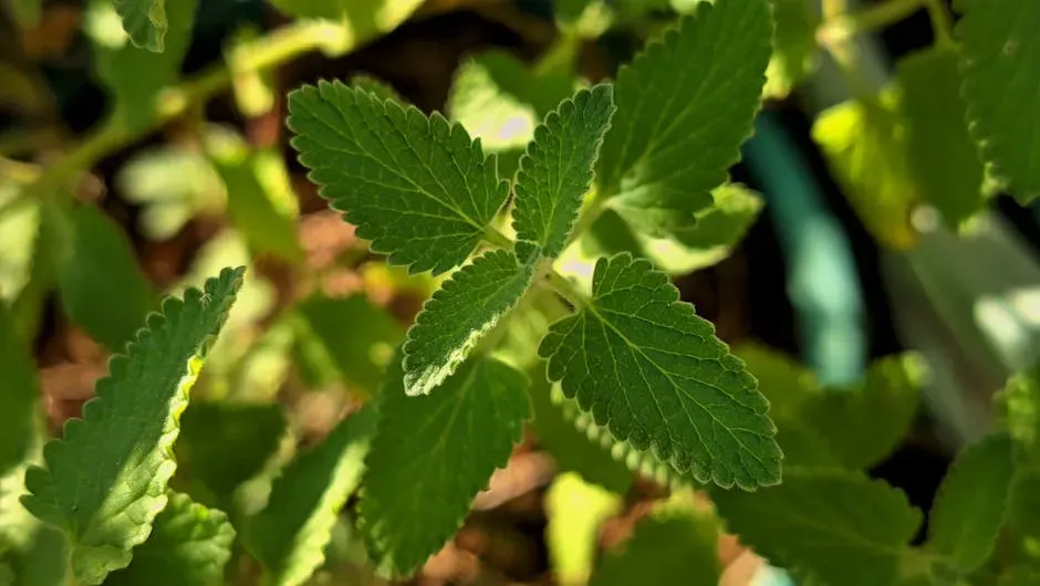 Myth 6: Fresh Catnip Is the Only Effective Form (Image Credits: Pexels)