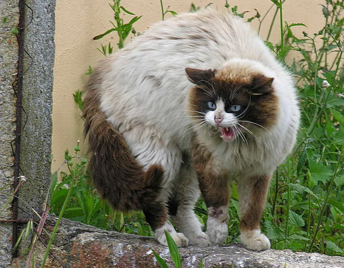 #9 - Body Language Overrides the Purr Every Time ([[ dead link ] Flickr], CC BY 2.0)