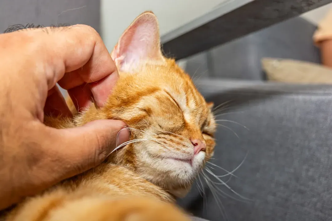 You Might Be Applying the Treatment Incorrectly (Image Credits: Unsplash)