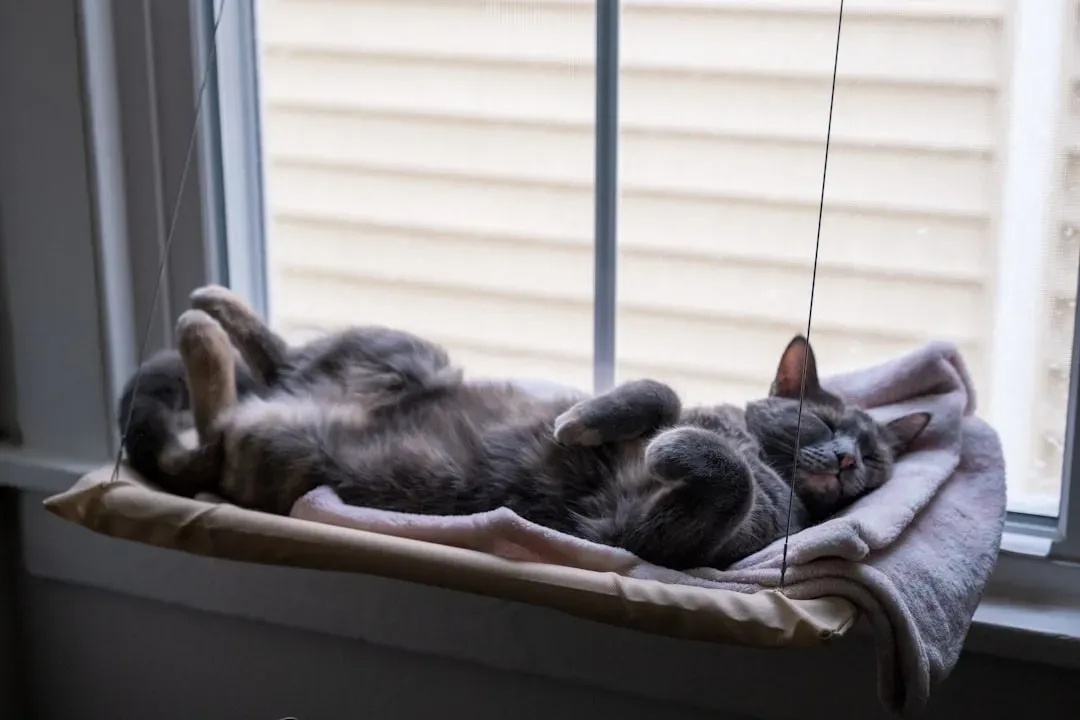Sleeping Positions Reveal How Safe Your Cat Feels (Image Credits: Unsplash)