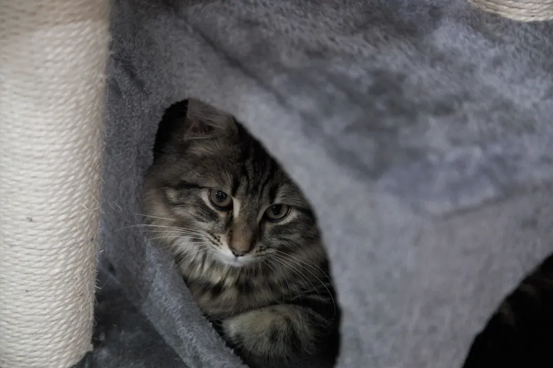 She Seeks You Out When Scared (Image Credits: Unsplash)