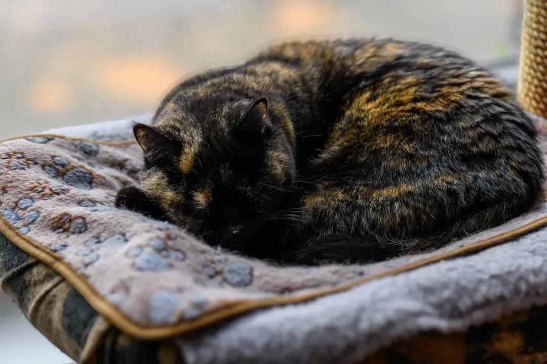 Your Cat Provides Emotional Support During Tough Times (Image Credits: Unsplash)